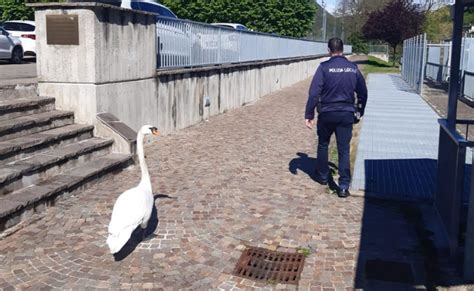 Cigno Sperduto A Lavena Ponte Tresa La Polizia Locale Lo Aiuta A