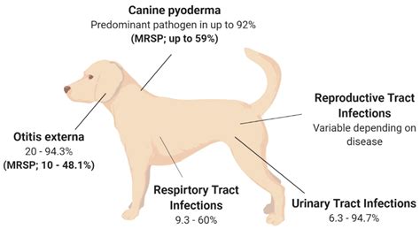 +3 Article Of Staphylococcus Pseudintermedius Dog Treatment Up To Date