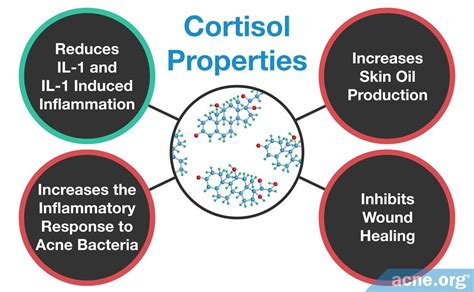 What Is Cortisol And Does It Affect Acne Acne Org