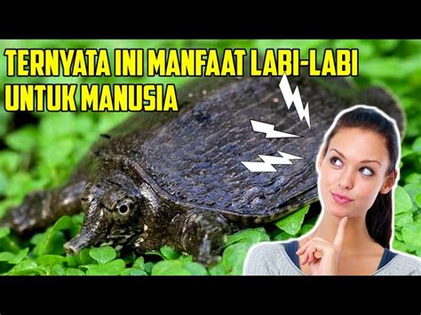 Ungkap Manfaat Daging Labi Labi Yang Jarang Diketahui