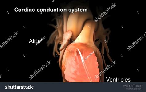 Cardiac Conduction System 3d Illustration Stock Illustration 2144111289 Shutterstock