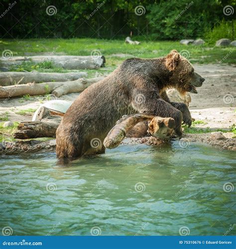 Grizzly Bear Shakes Water After A Swim In The Lake Stock Photo Image