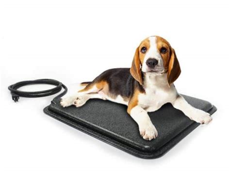 Top 8 Best Heated Dog Beds [2022 Reviews] & Buyer's Guide