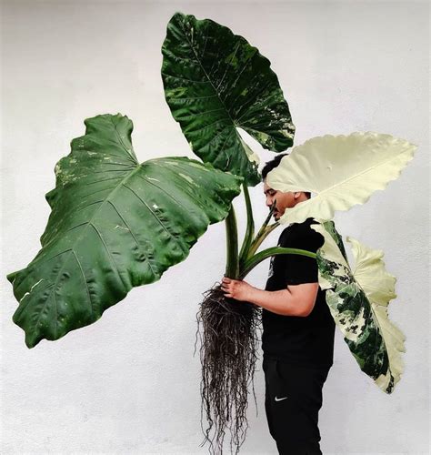 Alocasia Odora Variegata