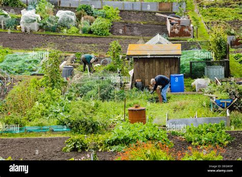 Men Working On Their Allotments Stock Photo Alamy