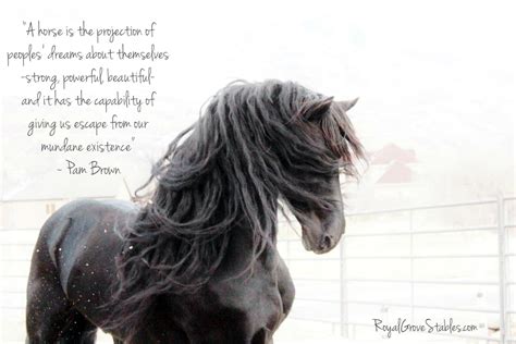 Royal Grove Stables Blog Inspirational Horse Quotes