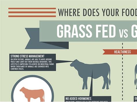 Grass Fed Vs Grain Fed Infographic On Behance