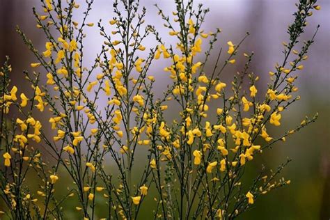 8 Buske Med Gule Blomster Til Din Have