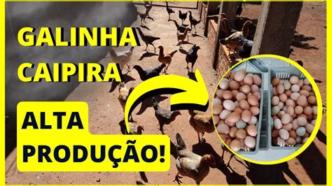 Galinha Caipira De Alta Produ O De Ovos