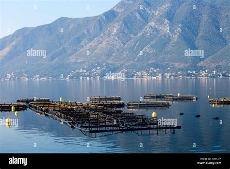 Aquaculture Cage Fish Farming Net Hi Res Stock Photography And Images