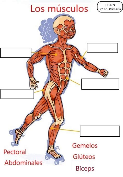 M Sculos Del Cuerpo Humano M Sculos Del Cuerpo Humano Aparatos Del