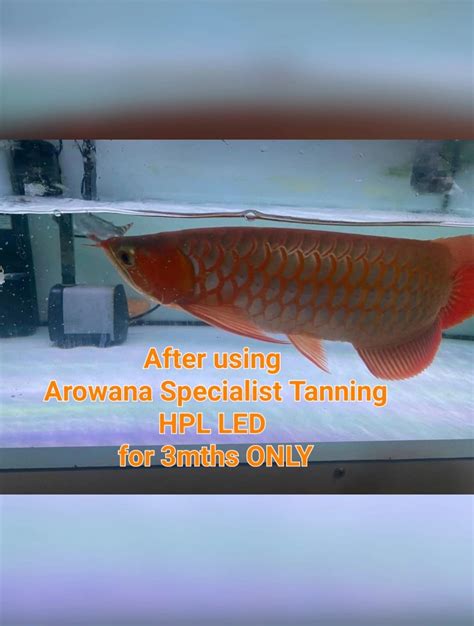 Buy Arowana Specialist Tanning HPL LED Light AngelHub Aquatics From