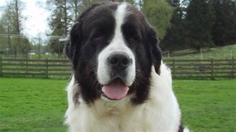 Landseer Dog – a Loyal Companion | DinoAnimals.com