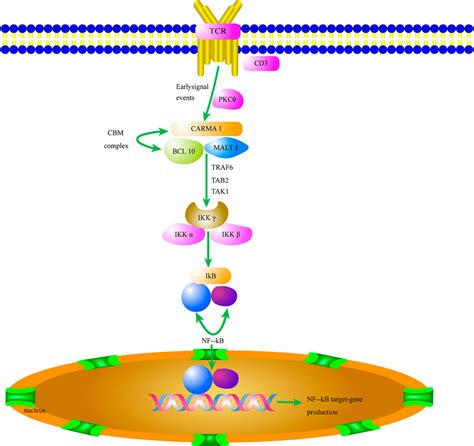 Frontiers Crosstalk Between The Cbm Complex Nf κb And Mapk P27