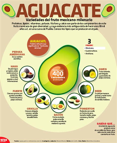 Aguacate Variedades Del Fruto Mexicano