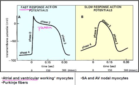 Cardiac Action Potentials And Excitation Contraction Coupling