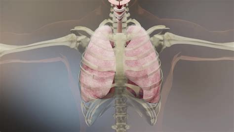 Chest Wall Anatomy Stock Video Footage - 4K and HD Video Clips | Shutterstock