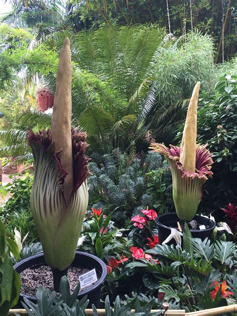 Corpse Flower Individual Plants Only Bloom Every 5 10 Years Smells