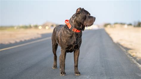 Find Your Perfect Presa Canario Puppy See Our Available Puppies For