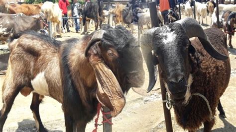 Perbedaan Ternak Kambing Dan Domba Cara Cepat Penurun Darah Tinggi