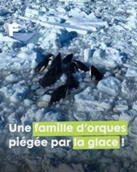 Une Famille D Orques S Est Retrouv E Pi G E Dans Les Glaces Japonaises