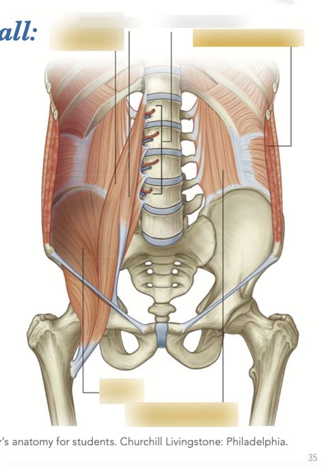 Posterior Abdominal Wall Diagram Quizlet