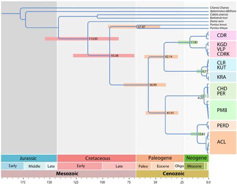 Results Of Divergence Time Analysis Timetree Showing The Divergence