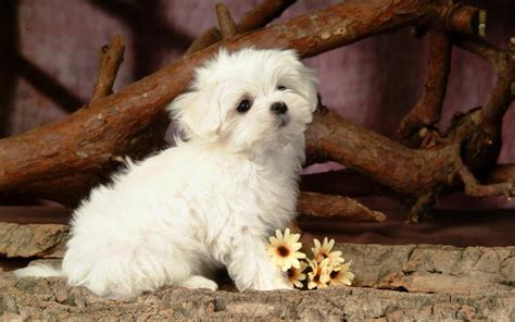 Hd Lovely White Puppy Dog Wallpaper Download Free 109763