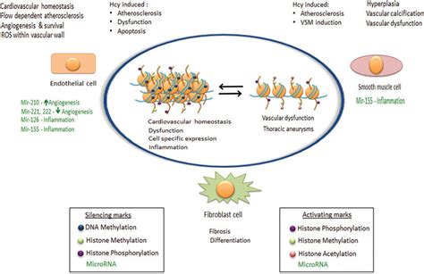 Relevance Of Epigenetic Marks To The Effect And Response To Ischaemic