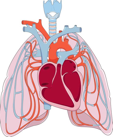 Pulmonary Circulation Servier Medical Art