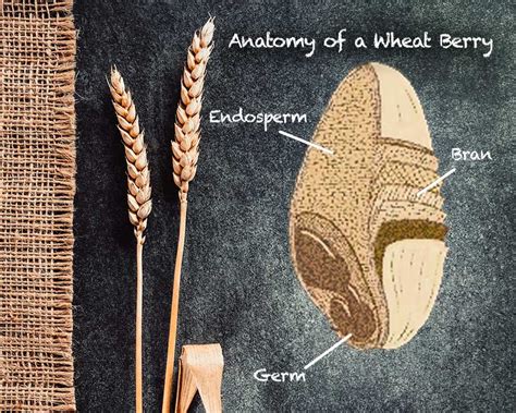 Anatomy Of Wheat - Anatomical Charts & Posters