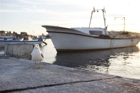 Seagull sitting at the pier. | Free Photo - rawpixel