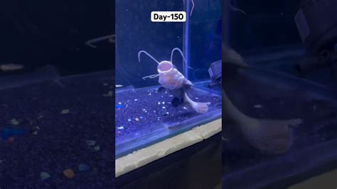 Drastic Growth Of Redtail Catfish In Just Months Shorts