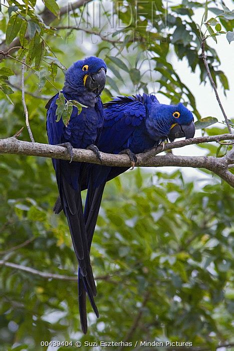 Hyacinth Macaw stock photo - Minden Pictures