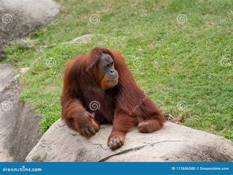 Adult Orangutan Rongo Sits Under A Bunch Of Grass And Tree Branches