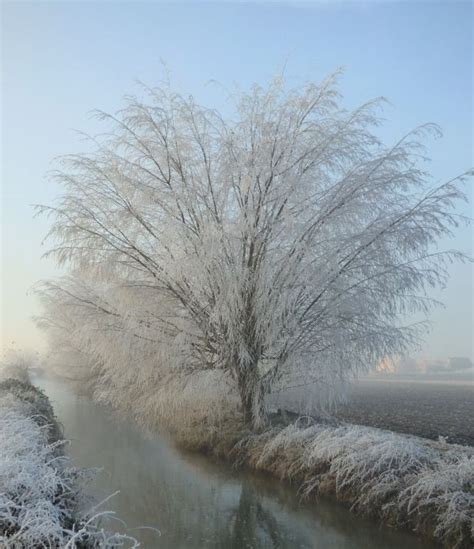 Free Images Tree Nature Branch Snow Cold Winter Sky Flower