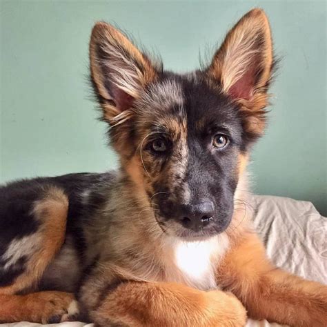 10 Things to Know about the German Shepherd Australian Shepherd Mix