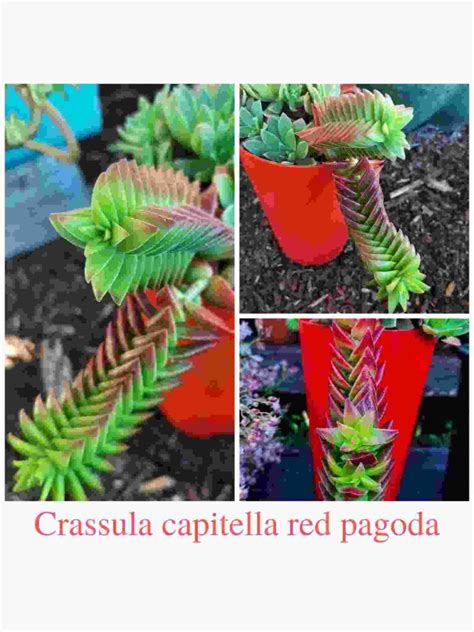 Crassula Capitella: Care And Propagation - Succulent Path