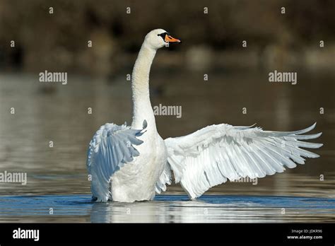 Hoeckerschwan Schwimmt Im Wasser Cygnus Olor Stock Photo Alamy