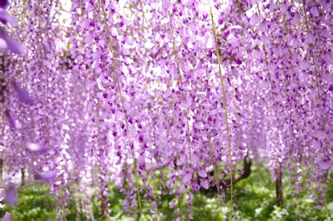 10 Best Places To See Wisteria In Japan Japan Wonder Travel Blog