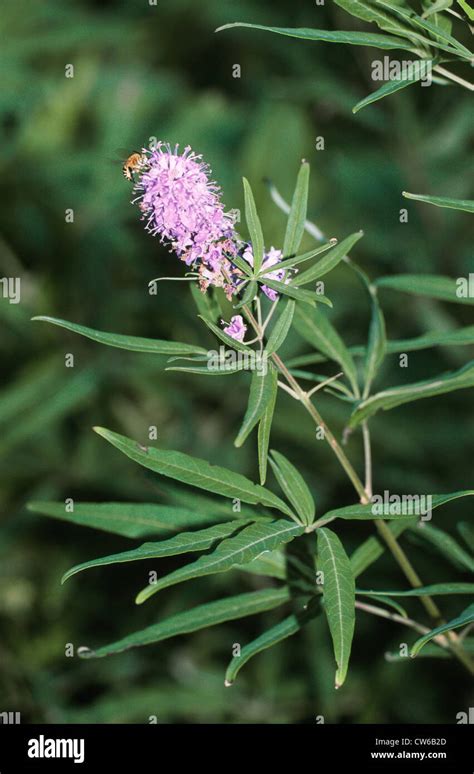 Chaste Tree Vitex Vitex Agnus Castus Blooming Italy Stock Photo