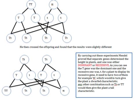 Genetic diagrams | Improve Tuition | Tutors | Tuition | Tutoring | Tutor