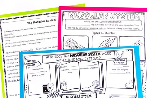 How To Teach The Skeletal And Muscular System Teaching Muse