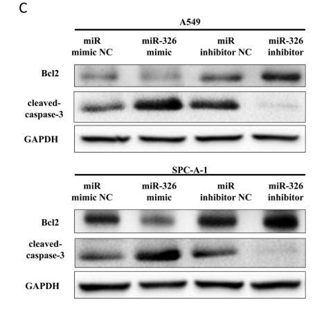 Gapdh Antibody Affinity Biosciences