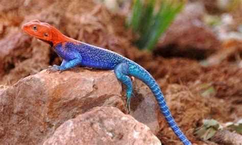 Red Headed Rock Agama Agama Agama Also Known As The East African Rainbow Lizard Pics