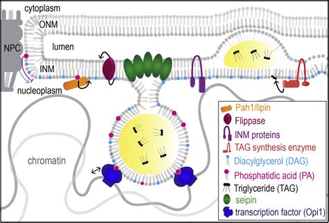 The Inner Nuclear Membrane Takes On Lipid Metabolism Developmental Cell