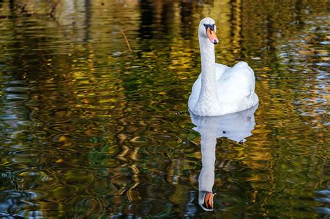 Cygne Oiseau D Eau Photo Gratuite Sur Pixabay Pixabay