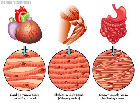 Muscle Tissue PNG Transparent Muscle Tissue.PNG Images. | PlusPNG