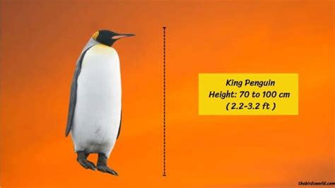 King Penguin Height: How Tall Are They Compared To Others?