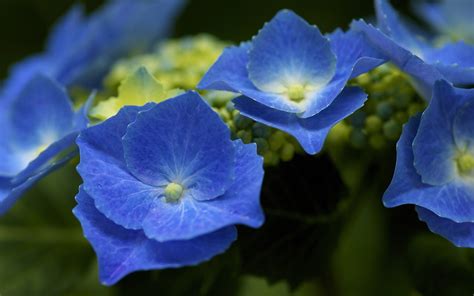 Wallpaper Blue hydrangea, petals 1920x1200 HD Picture, Image